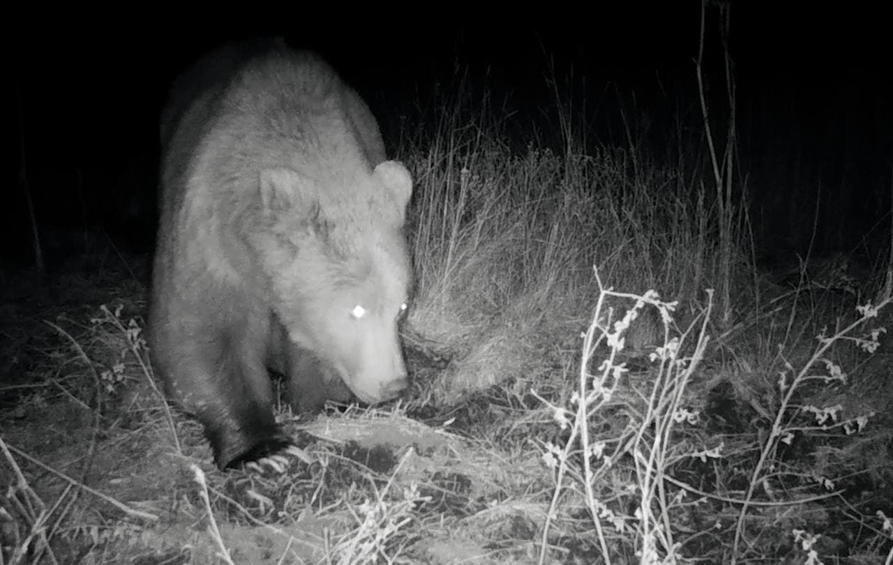 Тянь-Шанский бурый медведь в фотоловушке Заамина