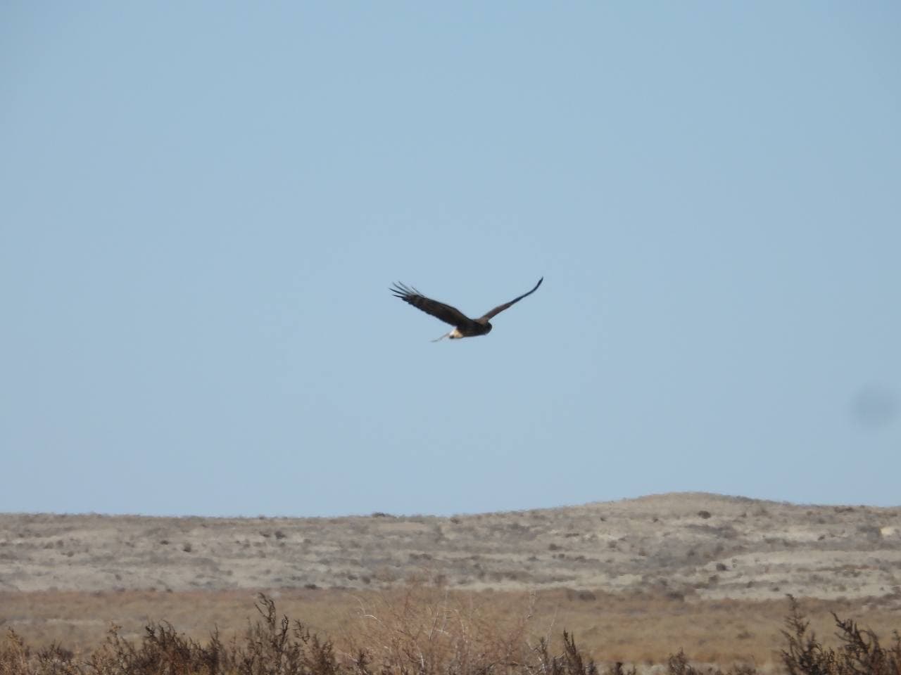 Hen harriers in flight