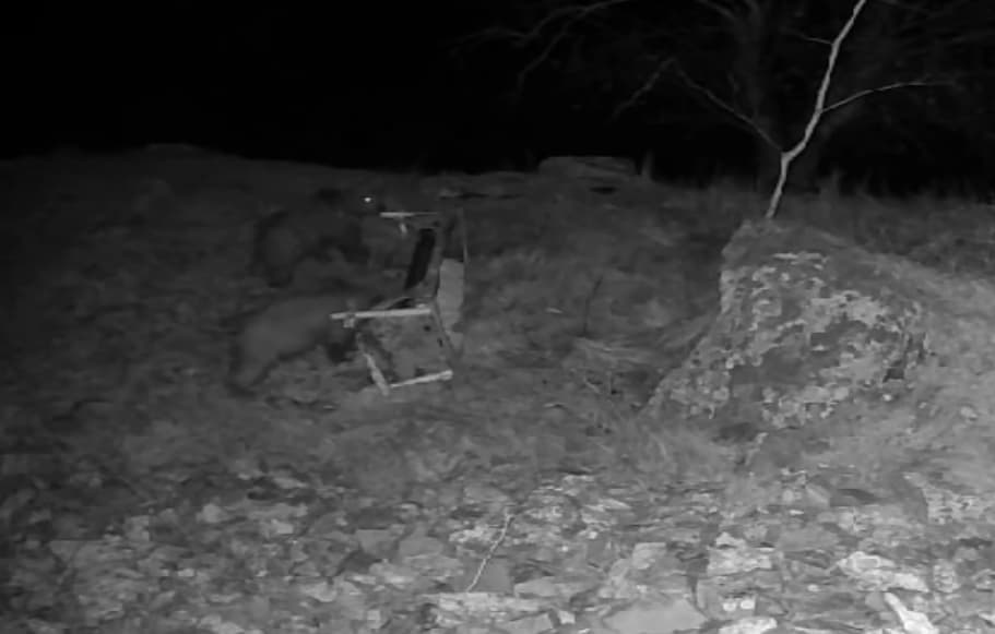 Bear cubs are feeding