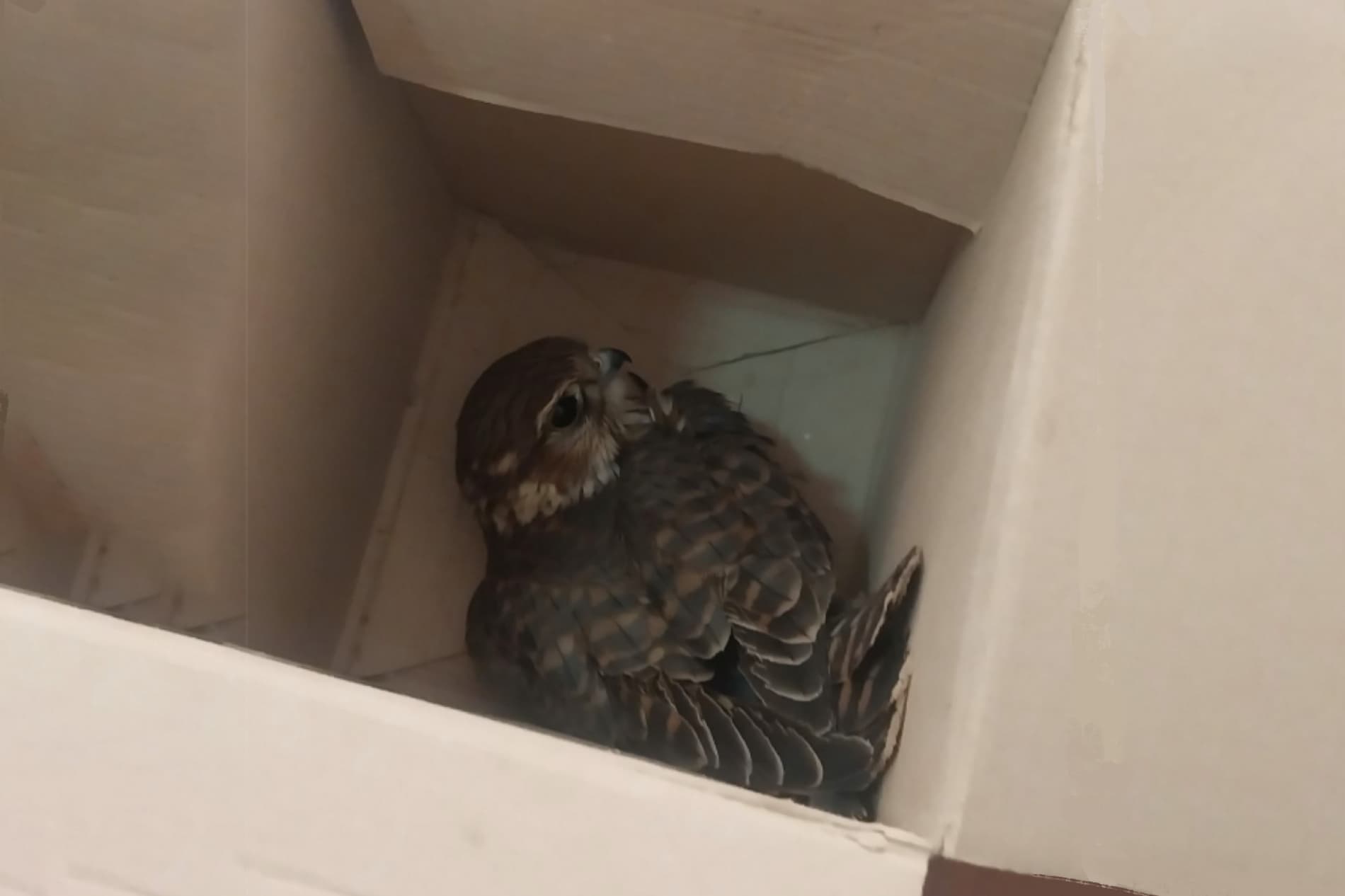 Xorazm viloyatida Qizil kitobga kiritilgan qushni sotishning oldi olindi