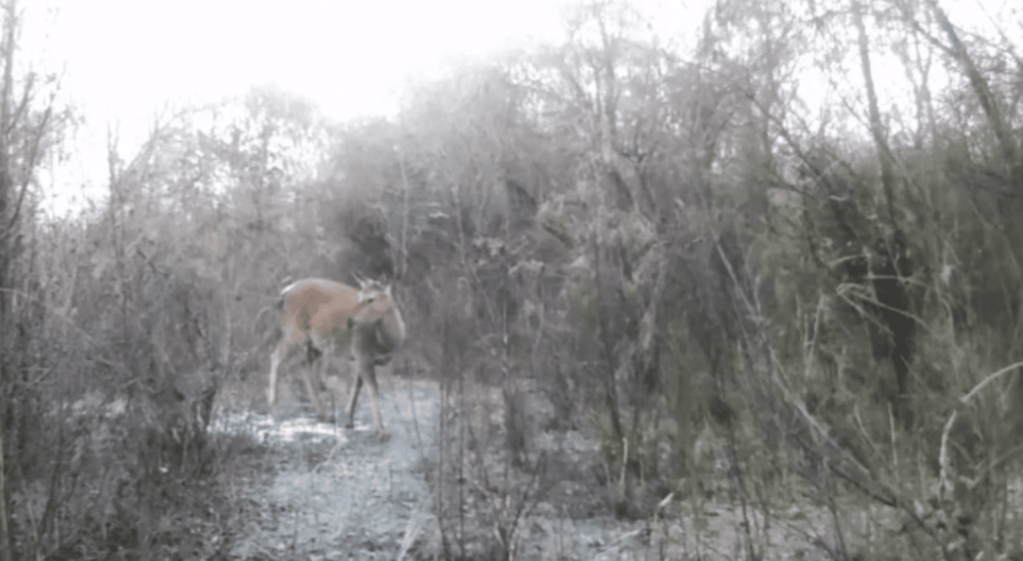 Qizilqum qo‘riqxonasining hayvonot dunyosi