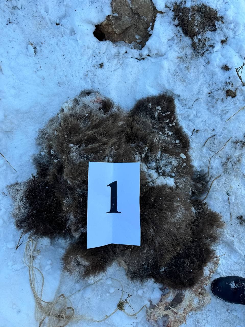 Bo‘stonliqda qo‘ng‘ir ayiq o‘ldirilganligi ma'lum bo‘ldi