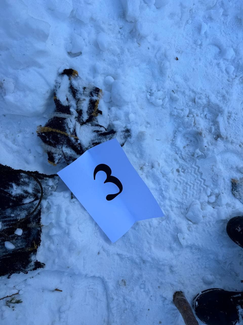 Bo‘stonliqda qo‘ng‘ir ayiq o‘ldirilganligi ma'lum bo‘ldi