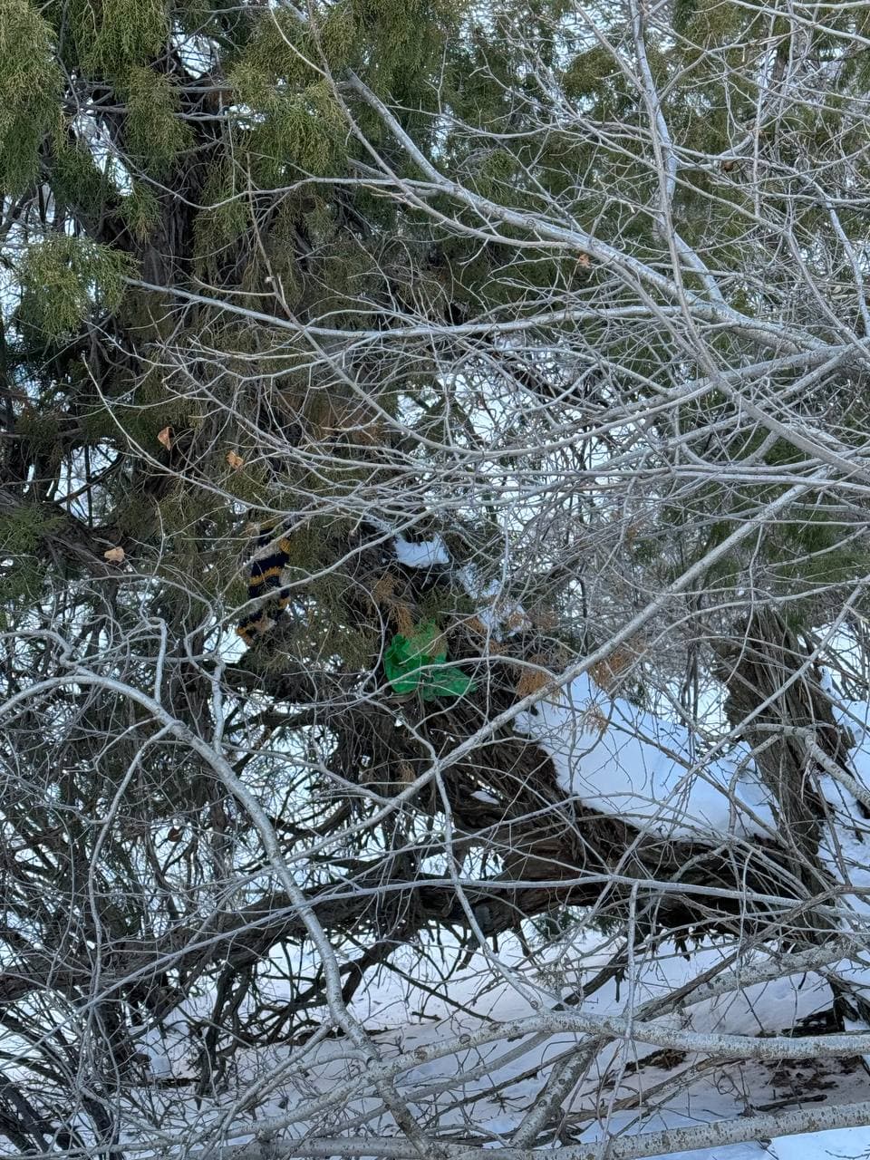 Bo‘stonliqda qo‘ng‘ir ayiq o‘ldirilganligi ma'lum bo‘ldi