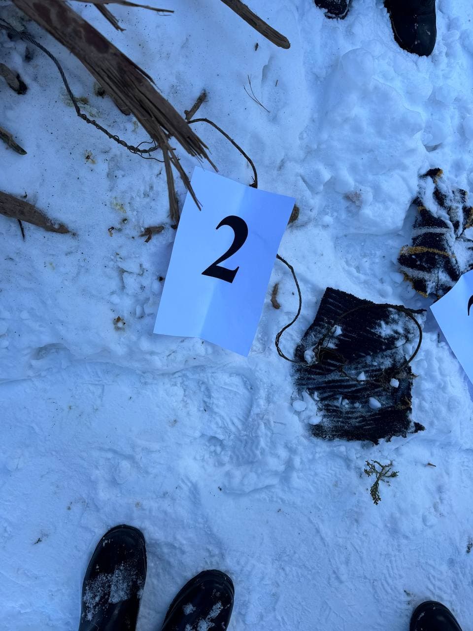 Bo‘stonliqda qo‘ng‘ir ayiq o‘ldirilganligi ma'lum bo‘ldi