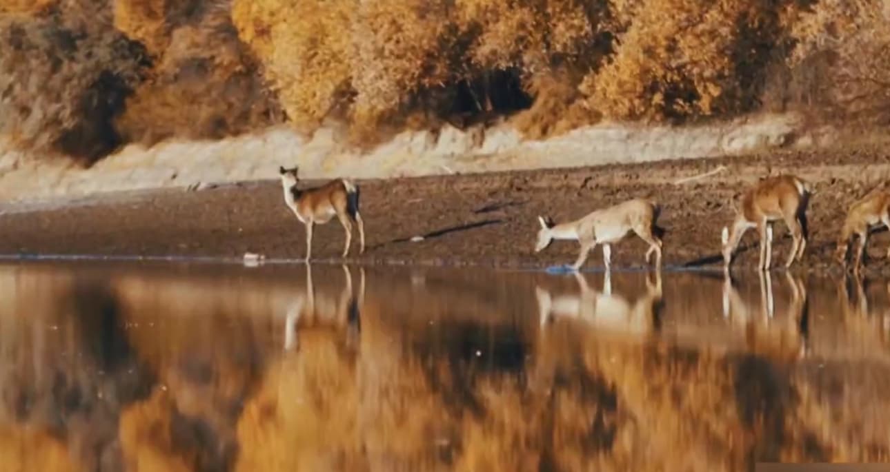 Qoraqalpog‘iston Respublikasi hududida 7 ta muhofaza etiladigan tabiiy hududlar tashkil qilinganini bilasizmi?