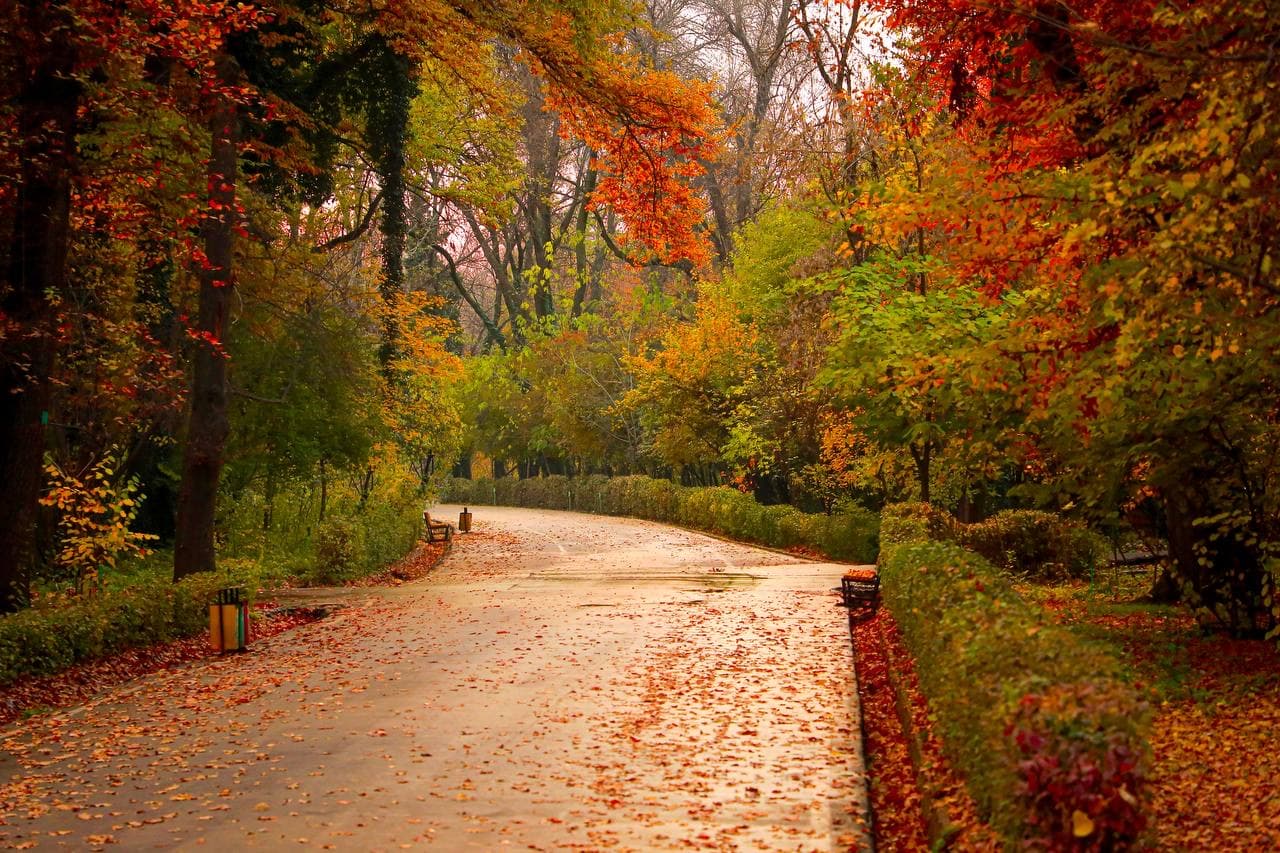 Какую пользу принесет создание сети «Тенистых прогулочных улиц»?