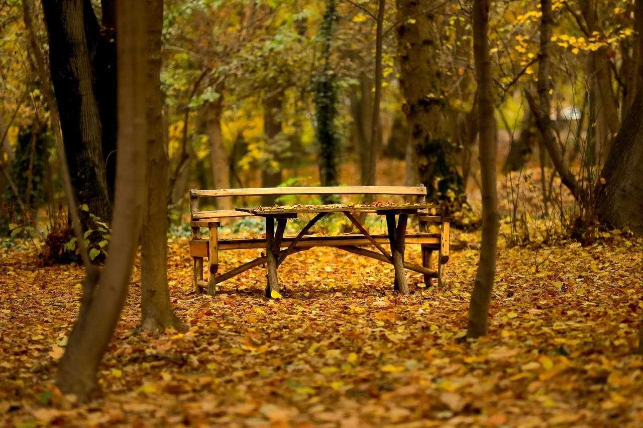 Какую пользу принесет создание сети «Тенистых прогулочных улиц»?