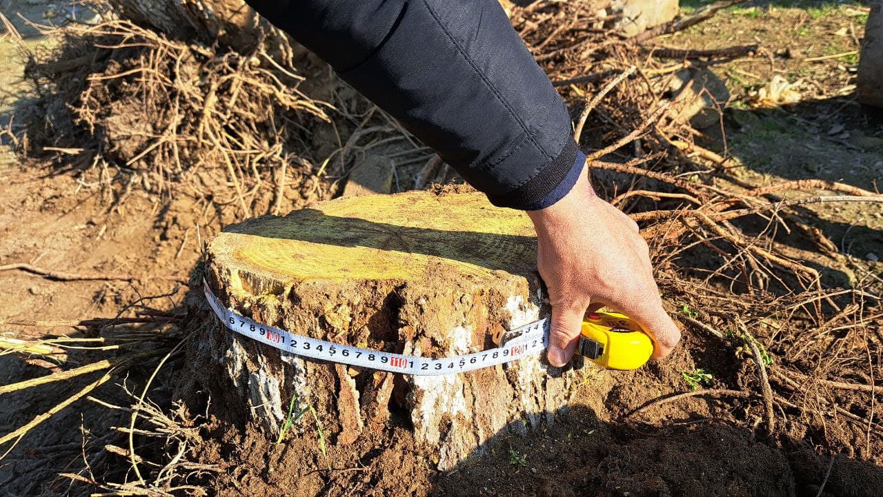 Jizzaxda tut daraxtlari noqonuniy kesilgani aniqlandi