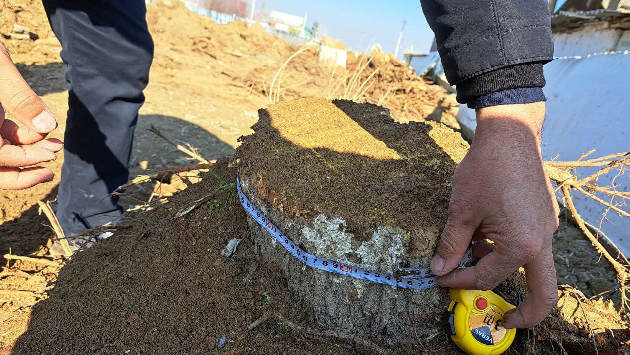 Jizzaxda tut daraxtlari noqonuniy kesilgani aniqlandi