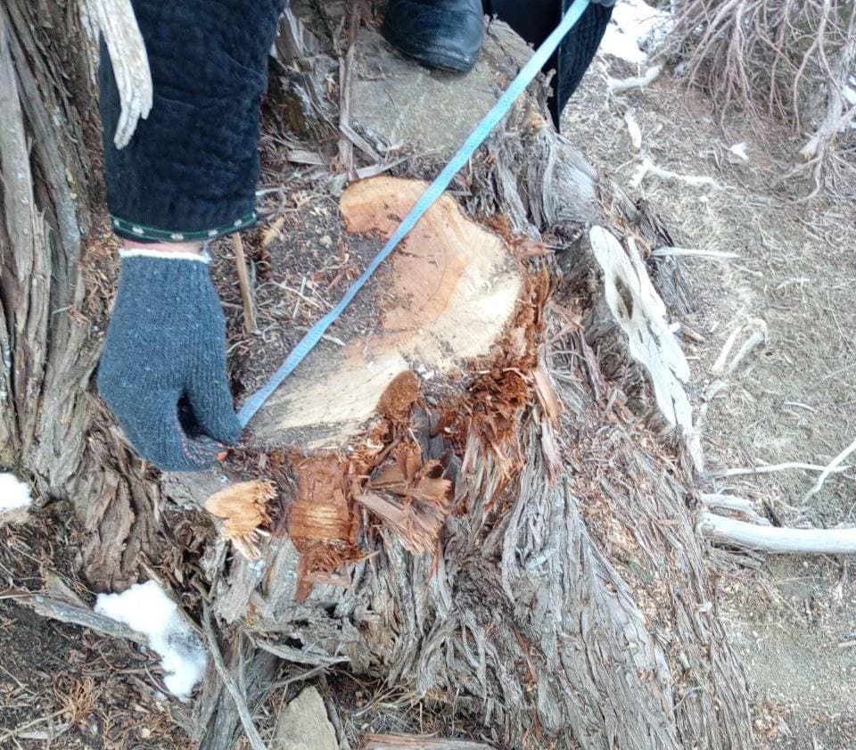 В Дехканабадском районе вырубили более 100 зарафшанских можжевельников