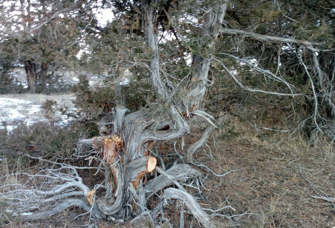 В Дехканабадском районе вырубили более 100 зарафшанских можжевельников