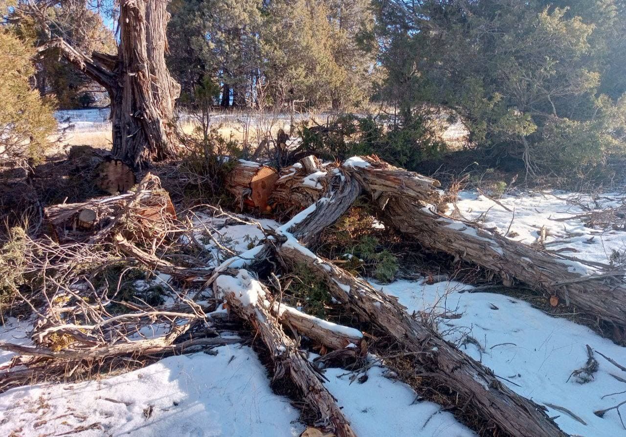 В Дехканабадском районе вырубили более 100 зарафшанских можжевельников