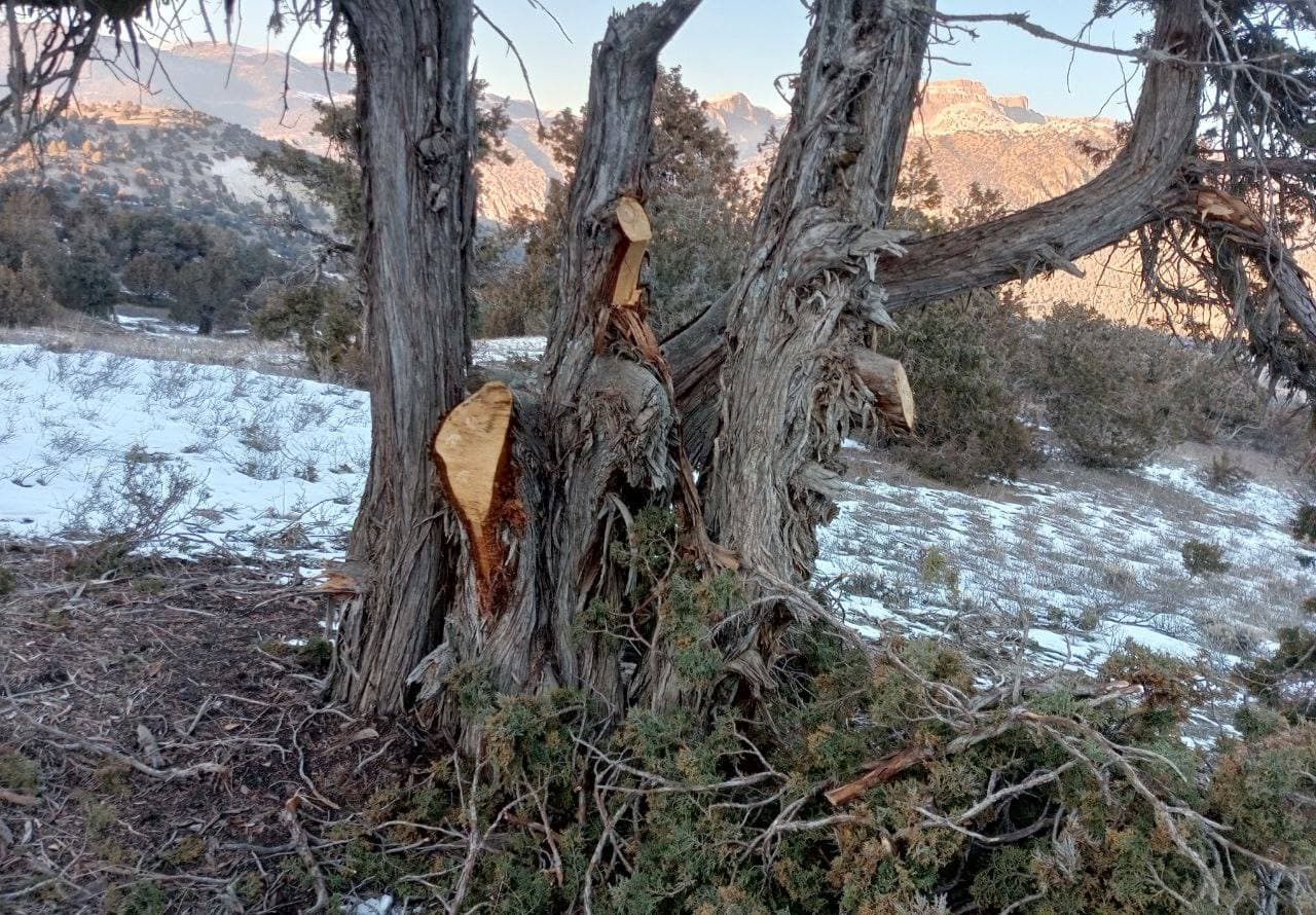 В Дехканабадском районе вырубили более 100 зарафшанских можжевельников