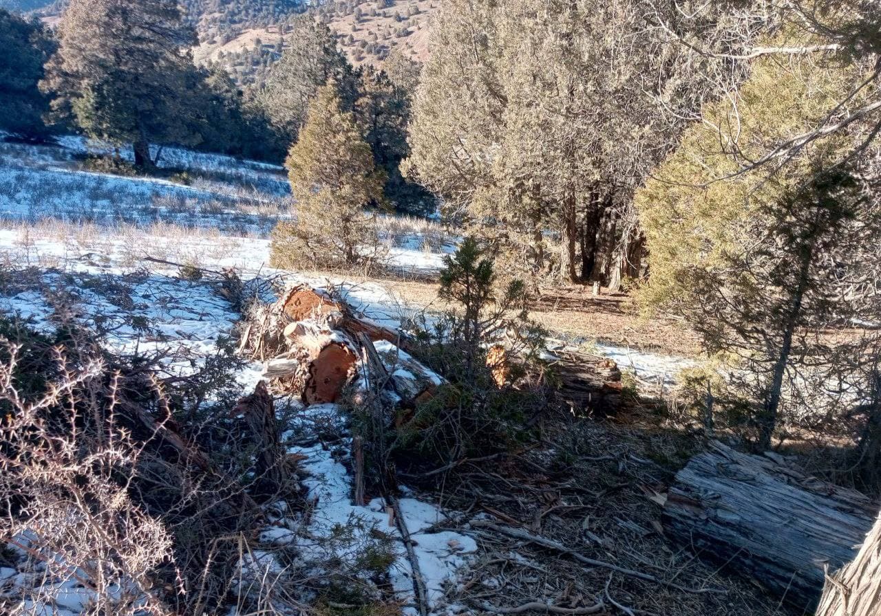 В Дехканабадском районе вырубили более 100 зарафшанских можжевельников