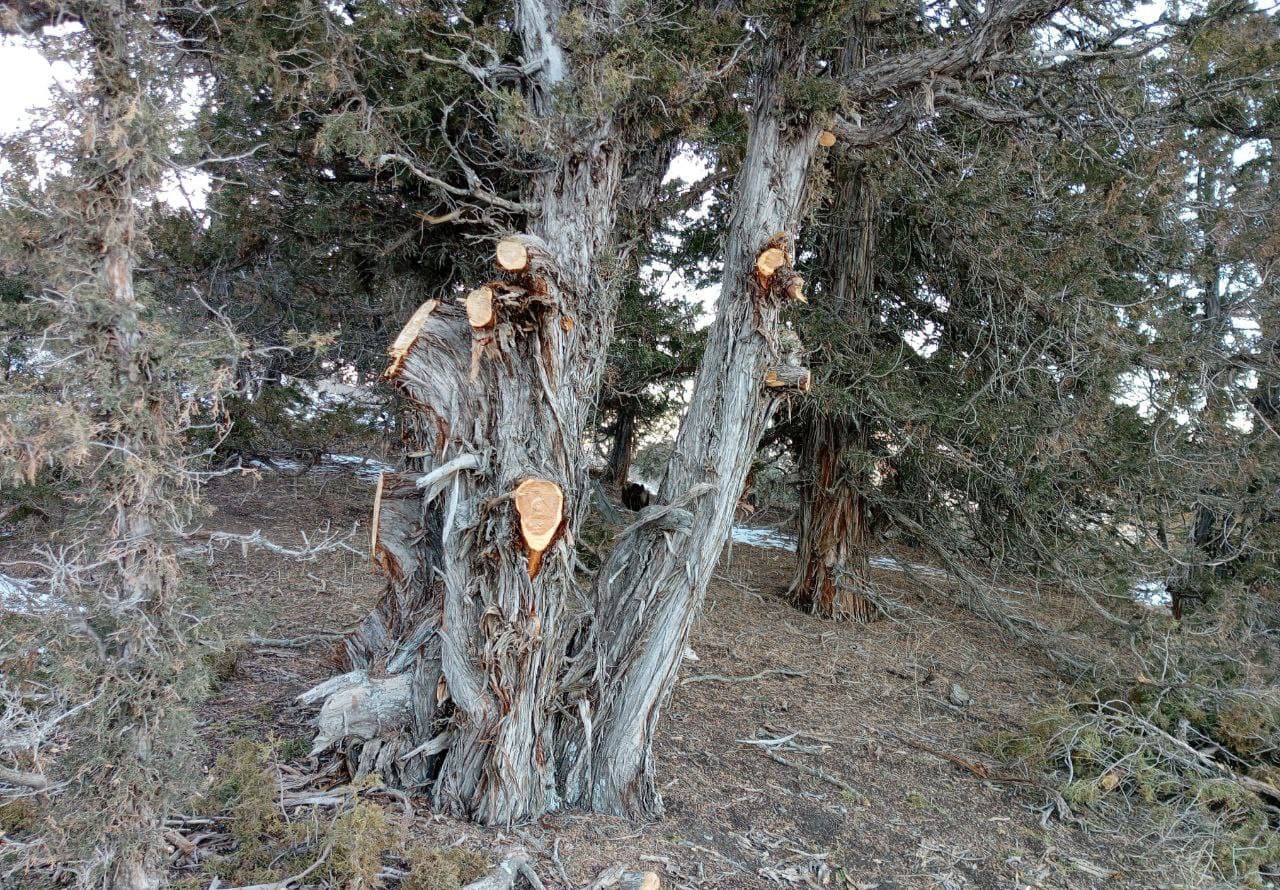 В Дехканабадском районе вырубили более 100 зарафшанских можжевельников