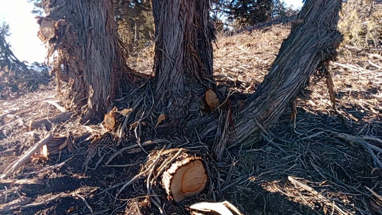 В Дехканабадском районе вырубили более 100 зарафшанских можжевельников