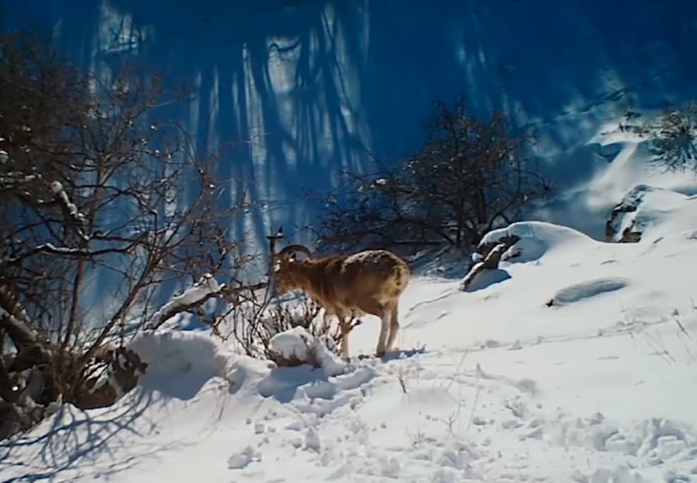 Очаровательные архары Нуратинского заповедника