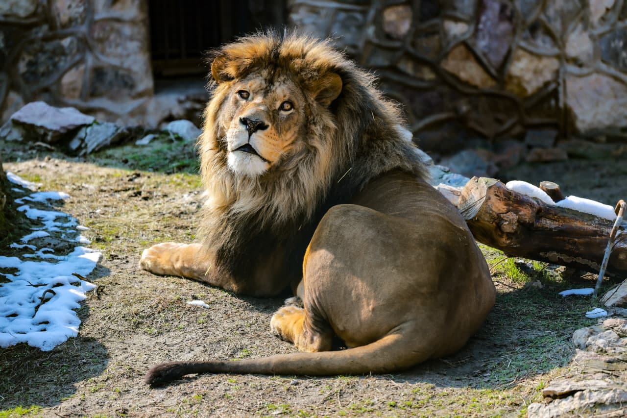 Liability for illegal keeping of wild animals has been established