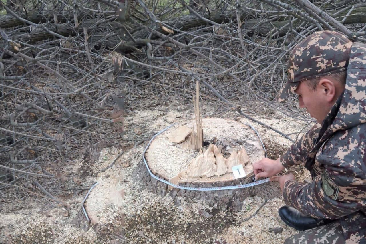 Yangiyo‘lda shumtol daraxtlari kesilganligi aniqlandi