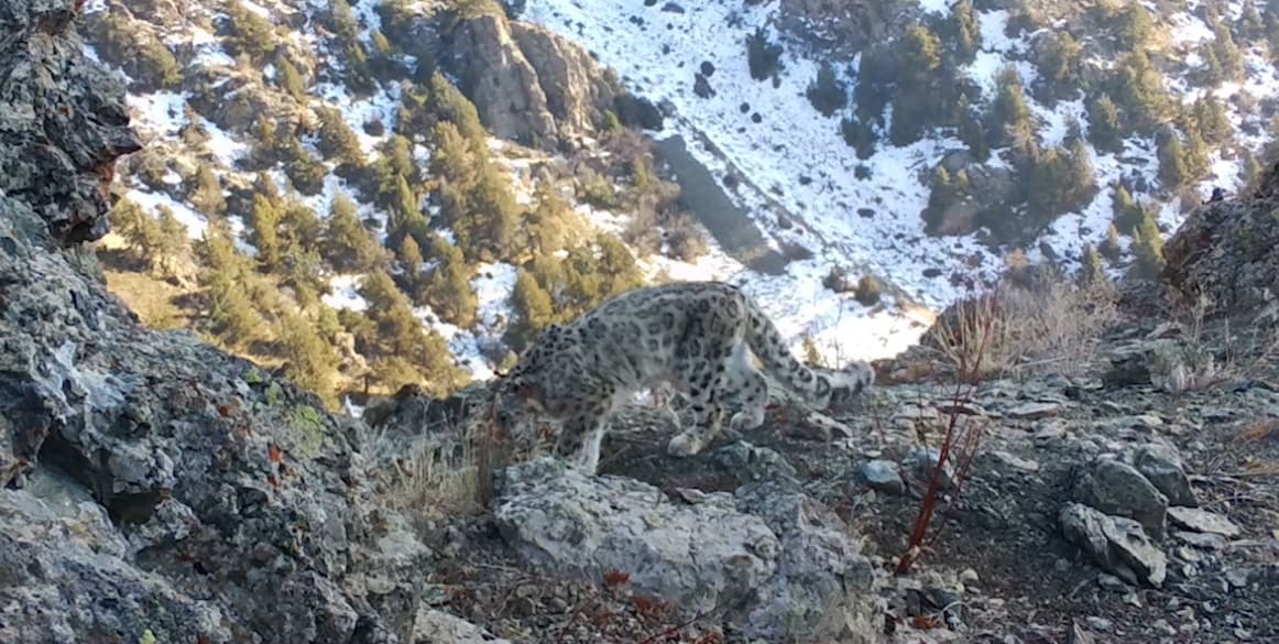 "Hisor" qo‘riqxonasidagi maftunkor qor qoplonlari