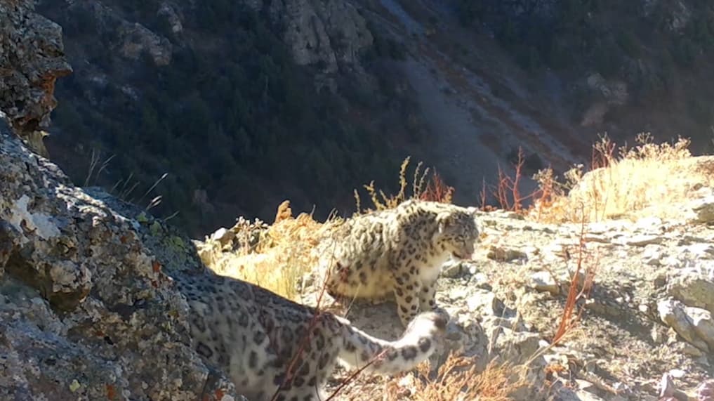 "Hisor" qo‘riqxonasidagi maftunkor qor qoplonlari