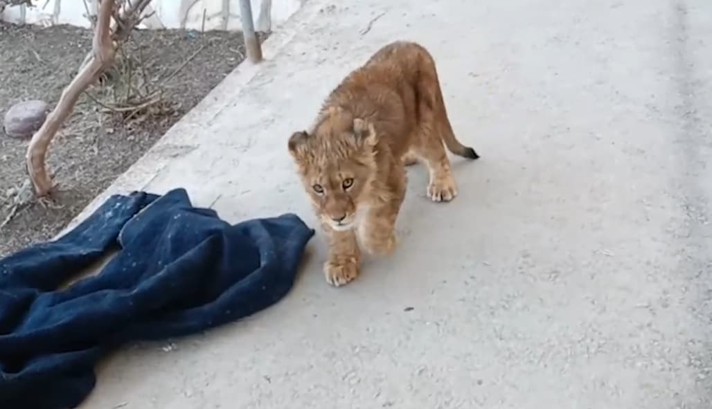 В одном из домов Бухарской области незаконно содержали детеныша льва