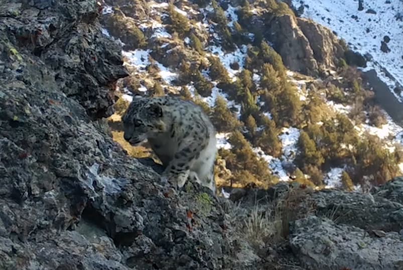 "Hisor" qo‘riqxonasidagi maftunkor qor qoplonlari