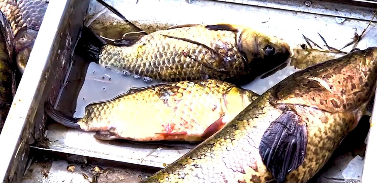 "How many raids have been conducted in the territory of Aydar-Arnasai since 2024?"