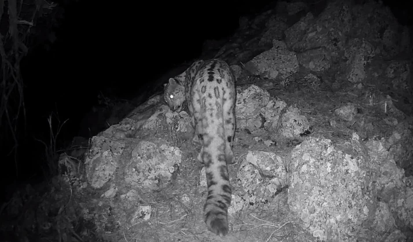 Редкий хищник в фотоловушке «Юкори-Тупаланга»