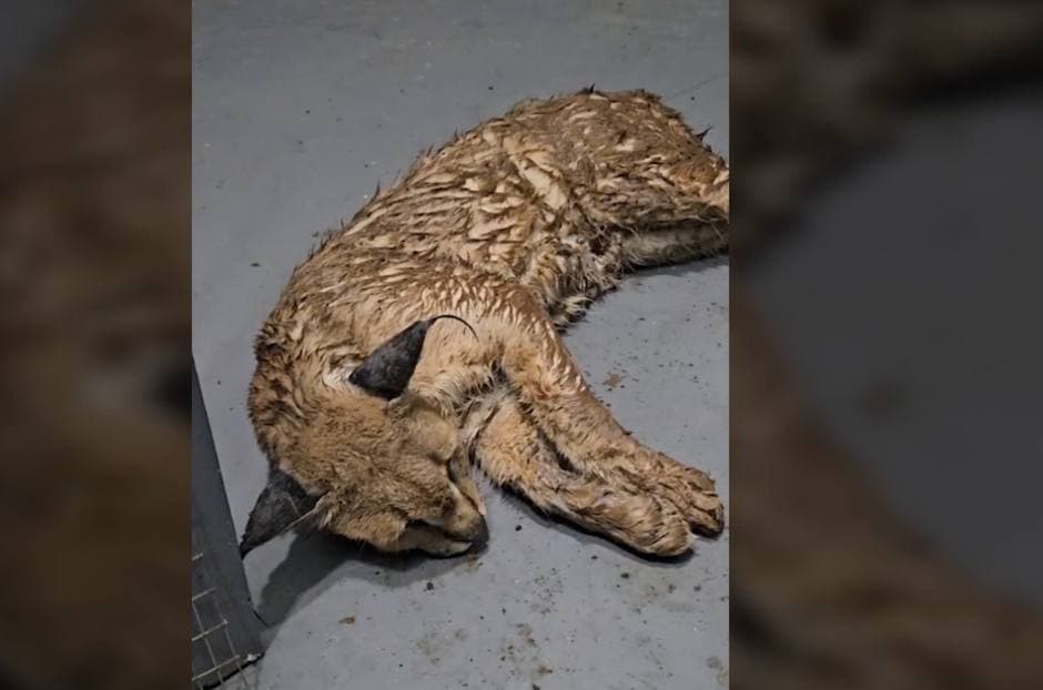 Незаконно содержавшийся редкий хищник передан в Ташкентский зоопарк