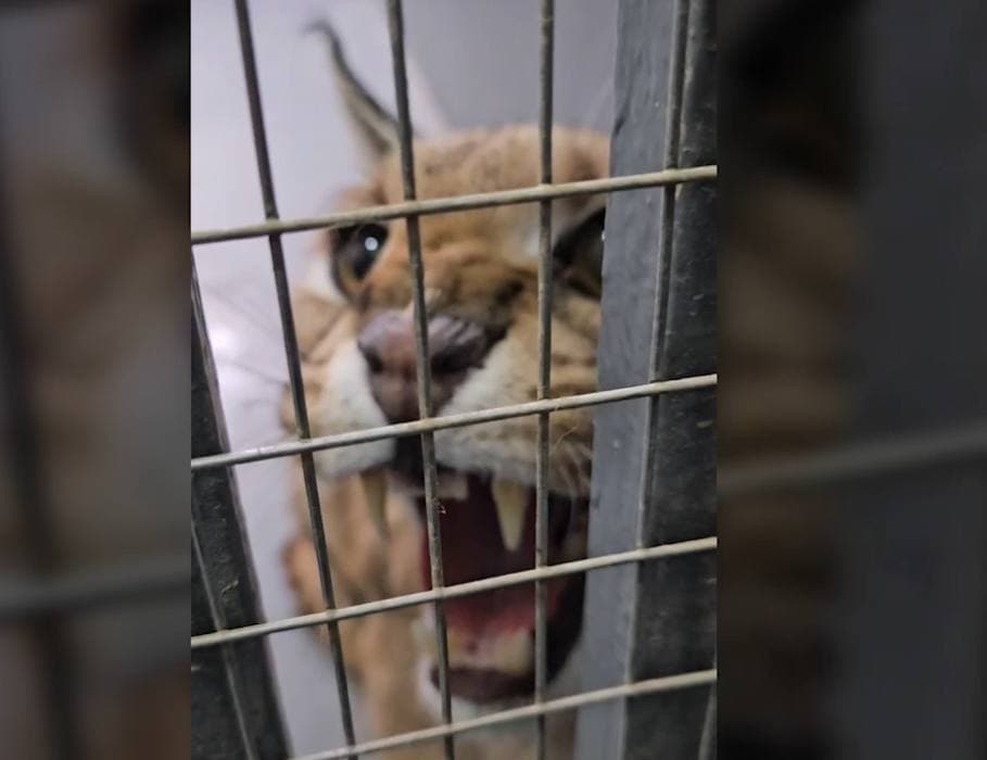 Незаконно содержавшийся редкий хищник передан в Ташкентский зоопарк