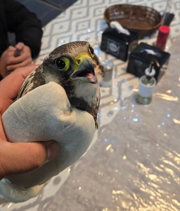 В Ферганской области задержан гражданин, пытавшийся продать краснокнижную птицу