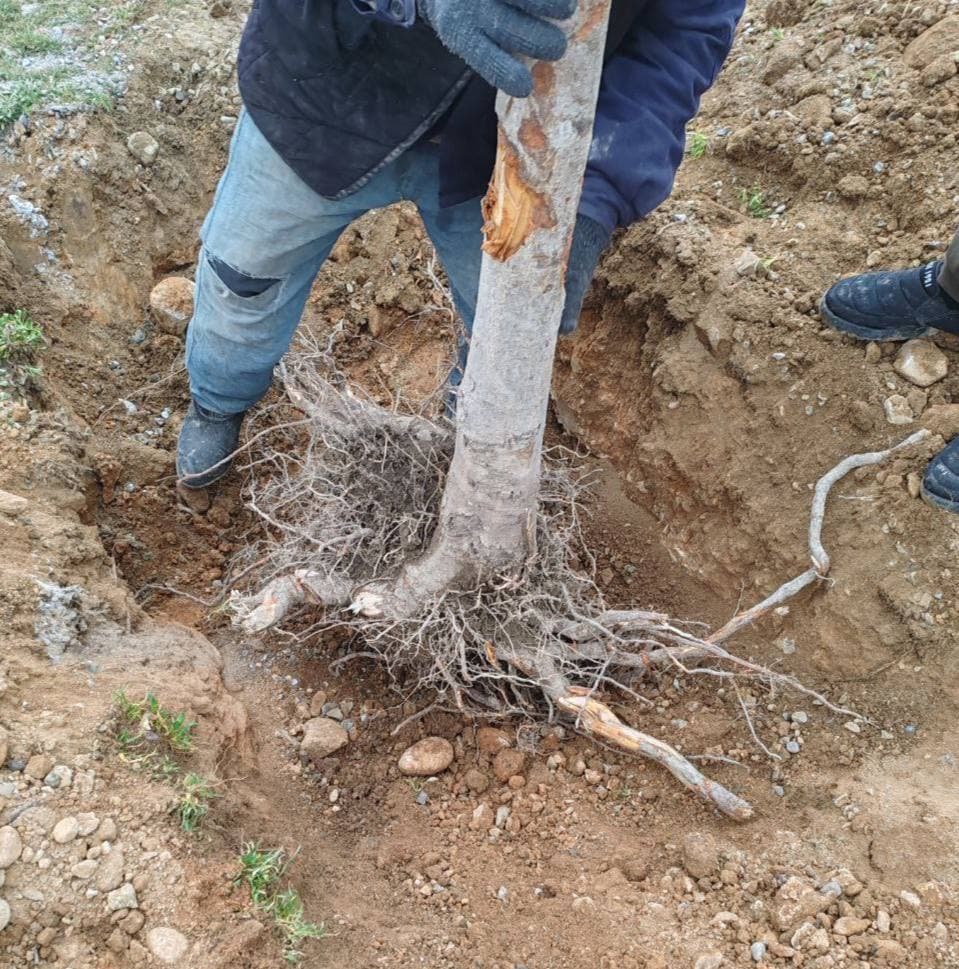 В Ферганской области незаконно выкорчевано 270 деревьев. Документы в Генеральной прокуратуре