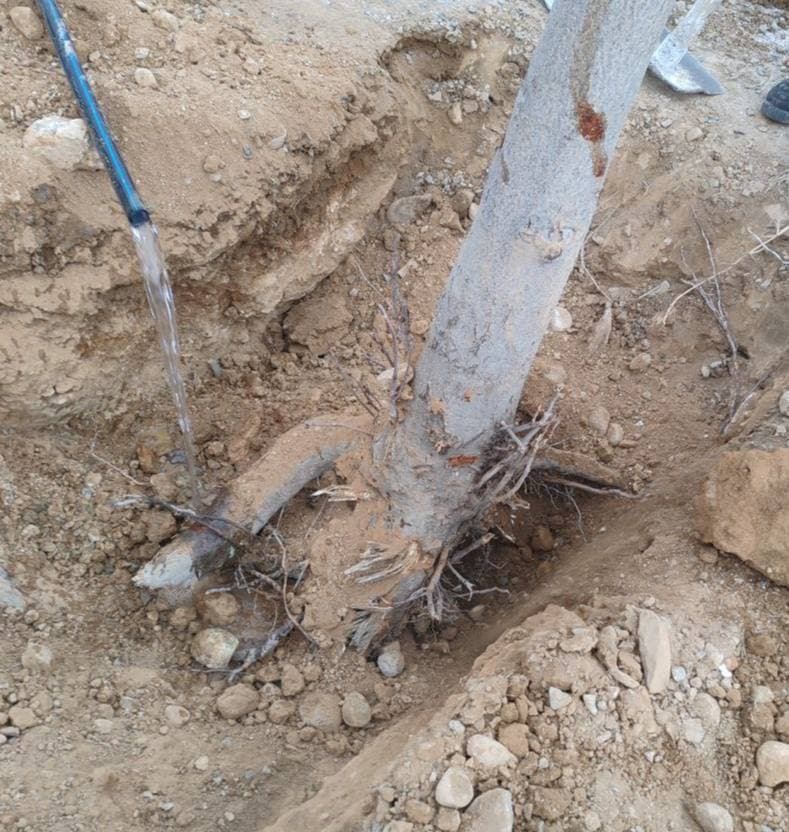 В Ферганской области незаконно выкорчевано 270 деревьев. Документы в Генеральной прокуратуре