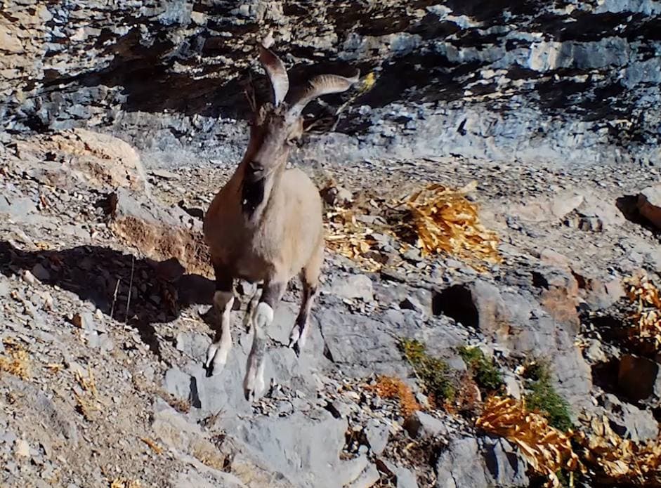 March 3 – World Wildlife Day