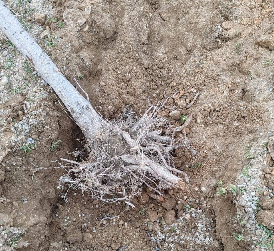 В Ферганской области незаконно выкорчевано 270 деревьев. Документы в Генеральной прокуратуре