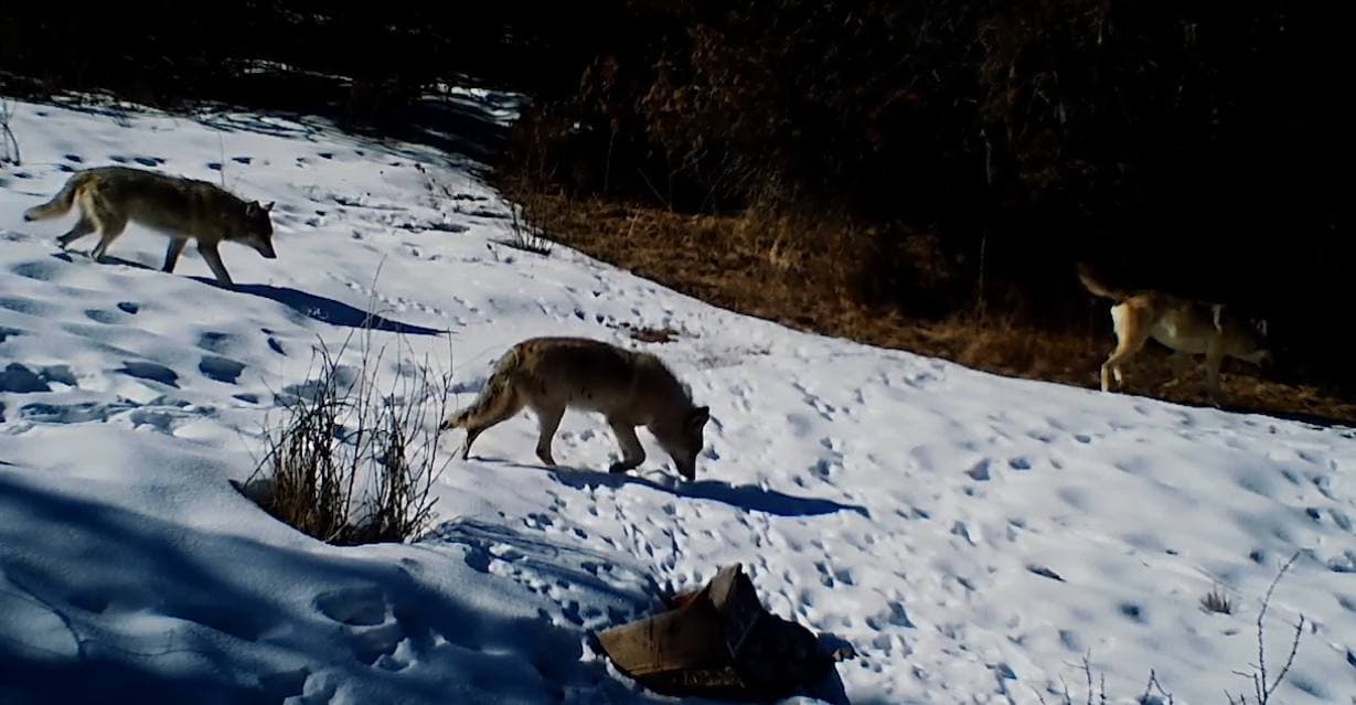 Zomindagi bo‘rilar galasi