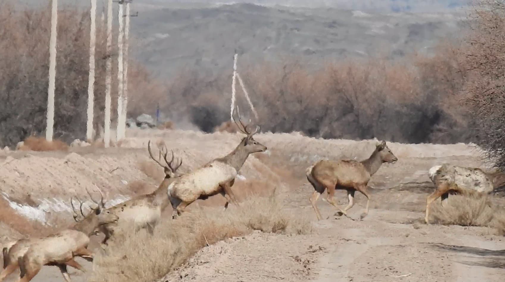 Bukhara red deer welcomes spring