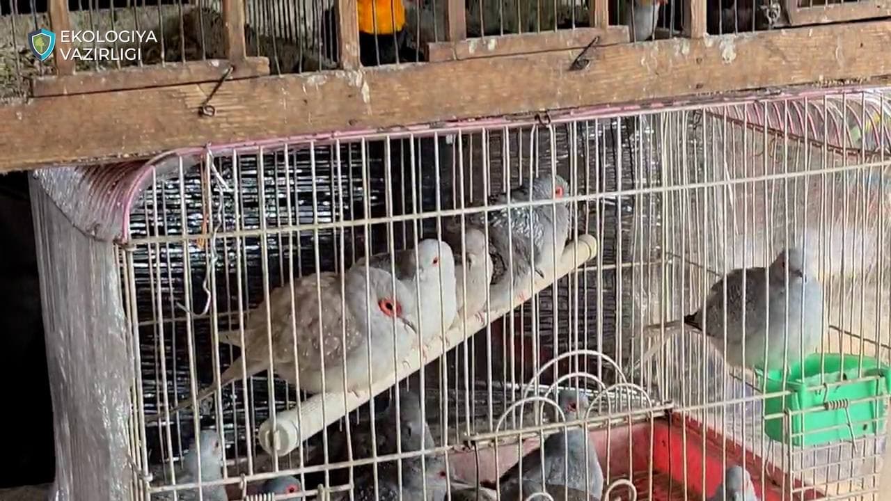 В Ташкенте предотвращена незаконная продажа более 1000 птиц и степных черепах