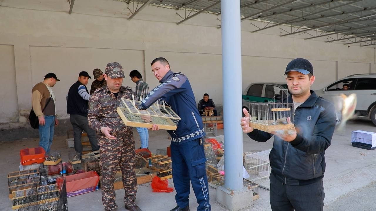 В Ташкенте предотвращена незаконная продажа более 1000 птиц и степных черепах