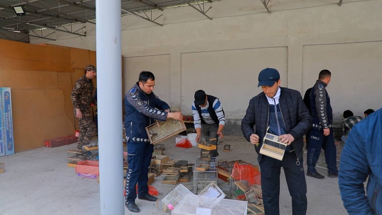 В Ташкенте предотвращена незаконная продажа более 1000 птиц и степных черепах