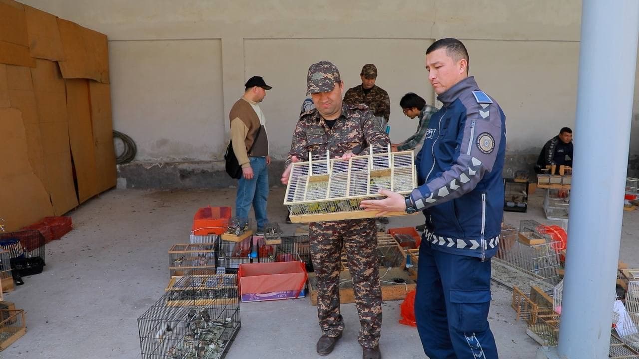 В Ташкенте предотвращена незаконная продажа более 1000 птиц и степных черепах
