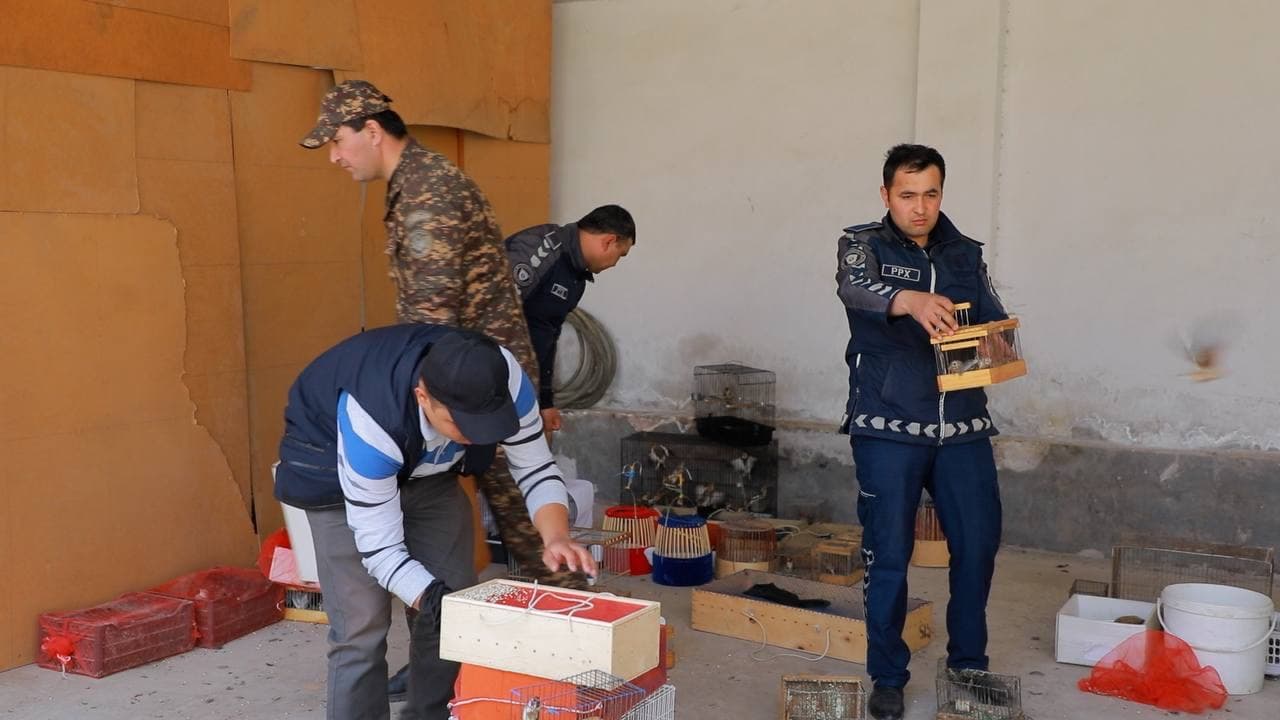 В Ташкенте предотвращена незаконная продажа более 1000 птиц и степных черепах