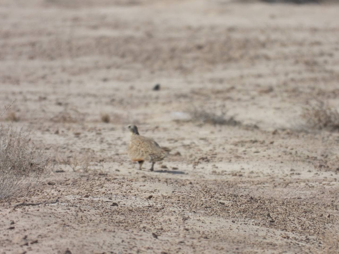 Black-bellied sandgrouses of “South Ustyurt”