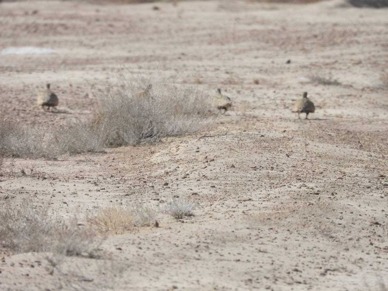 Black-bellied sandgrouses of “South Ustyurt”