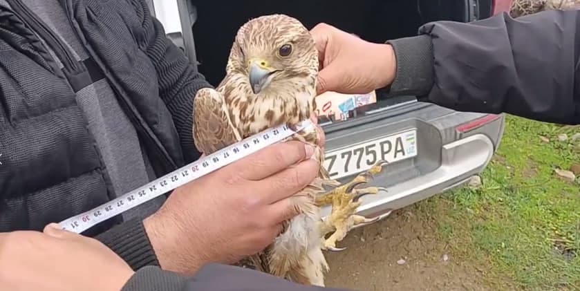 Yirtqich qushning noqonuniy savdosi to‘xtatildi