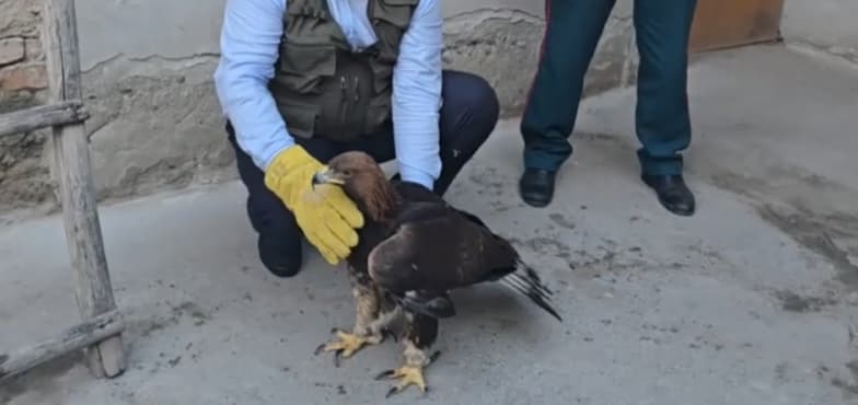 Qizil kitobga kiritilgan qushning noqonuniy savdosi to‘xtatildi