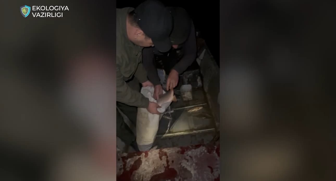 Sirdaryoda noqonuniy baliq ovlash natijasida tabiatga katta zarar yetkazildi