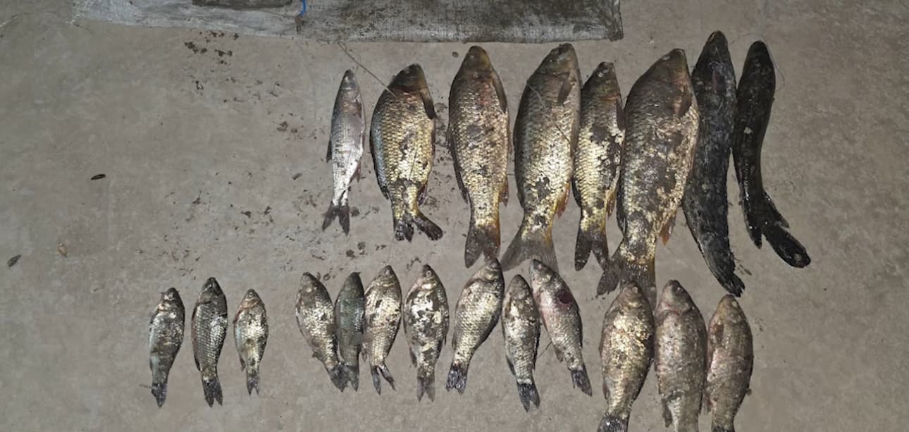 Sirdaryoda noqonuniy baliq ovlash natijasida tabiatga katta zarar yetkazildi